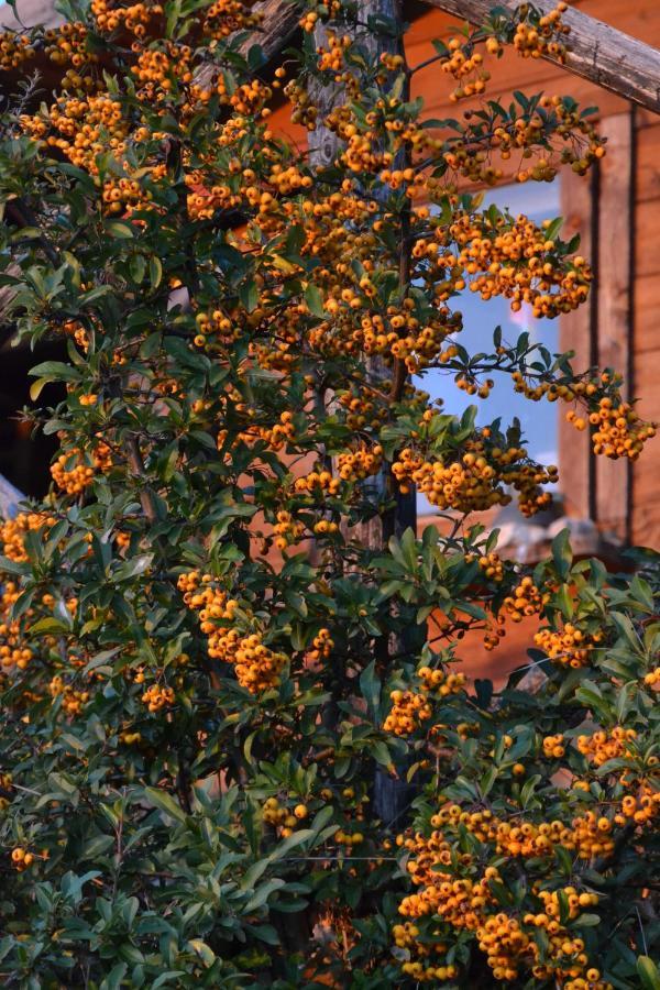 Locazione Turistica Villa Delle Rose Assisi Eksteriør bilde